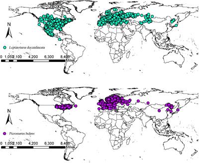 Study on the Potential Distribution of Leptinotarsa decemlineata and Its Natural Enemy Picromerus bidens Under Climate Change